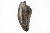 Serrated, Theropod Tooth - Judith River Formation #217188-1